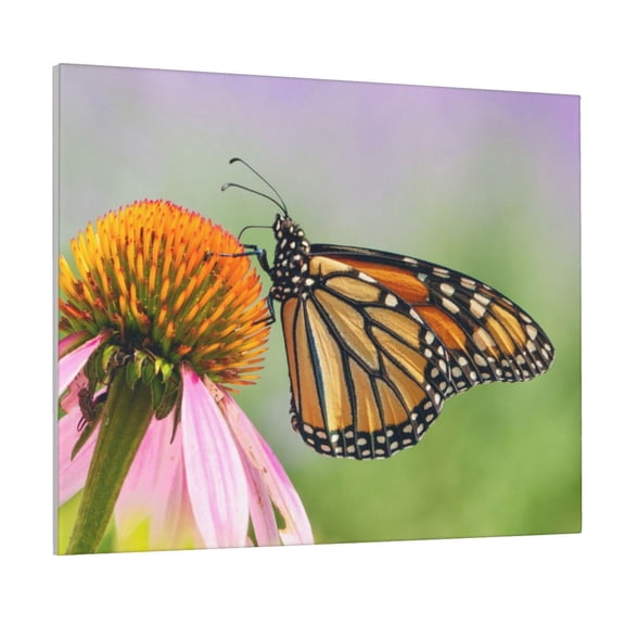 Gukieu A monarch butterfly Print Canvas Decorative Hanging Painting, Waterproof Art Wall Decoration with Frame, Suitable for Living Room, Bedroom