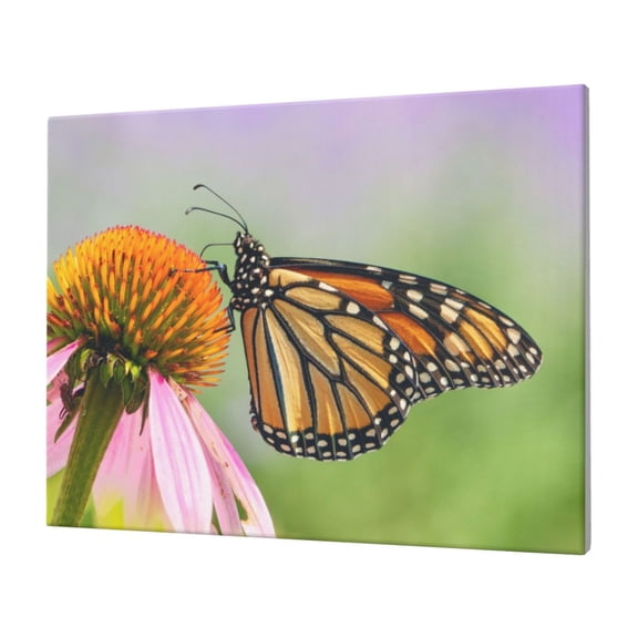 Gukieu A monarch butterfly Print Horizontal Canvas Decorative Painting 12x16 Inch Shrinkage Resistant Frame Hanging Home Wall Art Decor