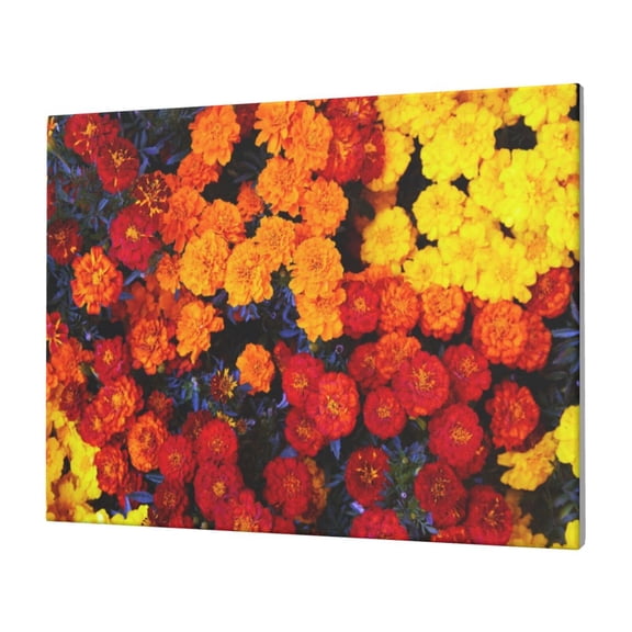 Gukieu Marigold Flowers In Different Colors Print Horizontal Canvas Decorative Painting 12x16 Inch Shrinkage Resistant Frame Hanging Home Wall Art Decor