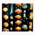 thumbnail image 1 of GulCoast Shells Sticker, 1 of 4