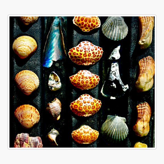 GulCoast Shells Sticker