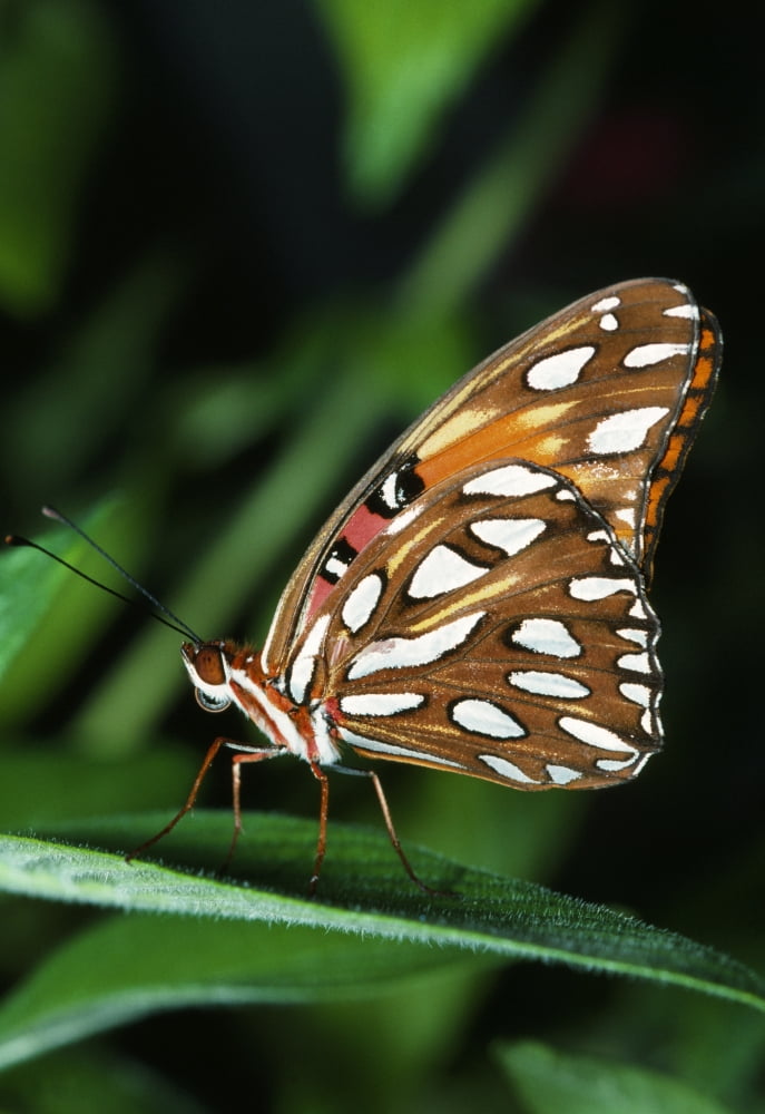 Gulf Fritillary Butterfly On A Leaf Canvas Art - Natural Selection Ralph Curtin Design Pics (12 x 18)