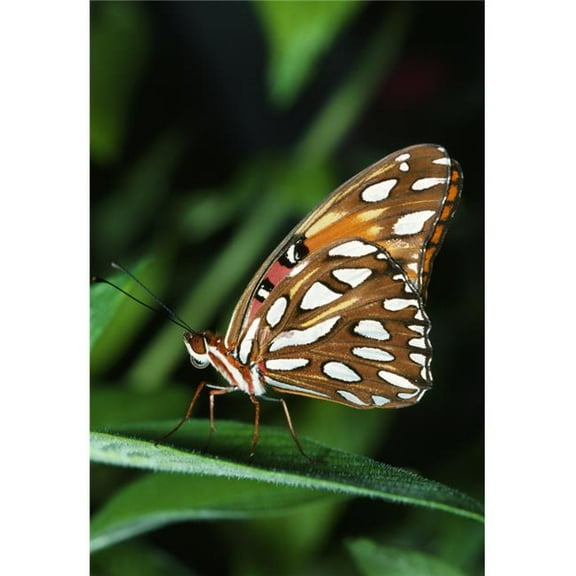 Gulf Fritillary Butterfly On A Leaf Poster Print by Natural Selection Ralph Curtin, 24 x 36 - Large