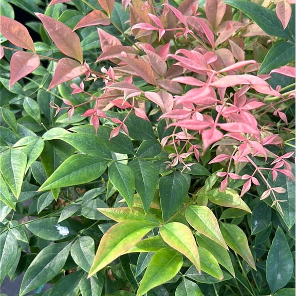 Gulf Stream Heavenly Bamboo - Nandina domestica 'Gulf Stream'