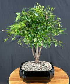 Bonsai Bamboo