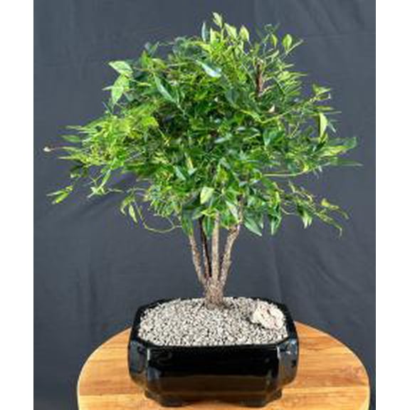 Gulf Stream Heavenly Bamboo Bonsai Tree Outdoor Evergreen Bonsai 19" Tall with Colorful Foliage