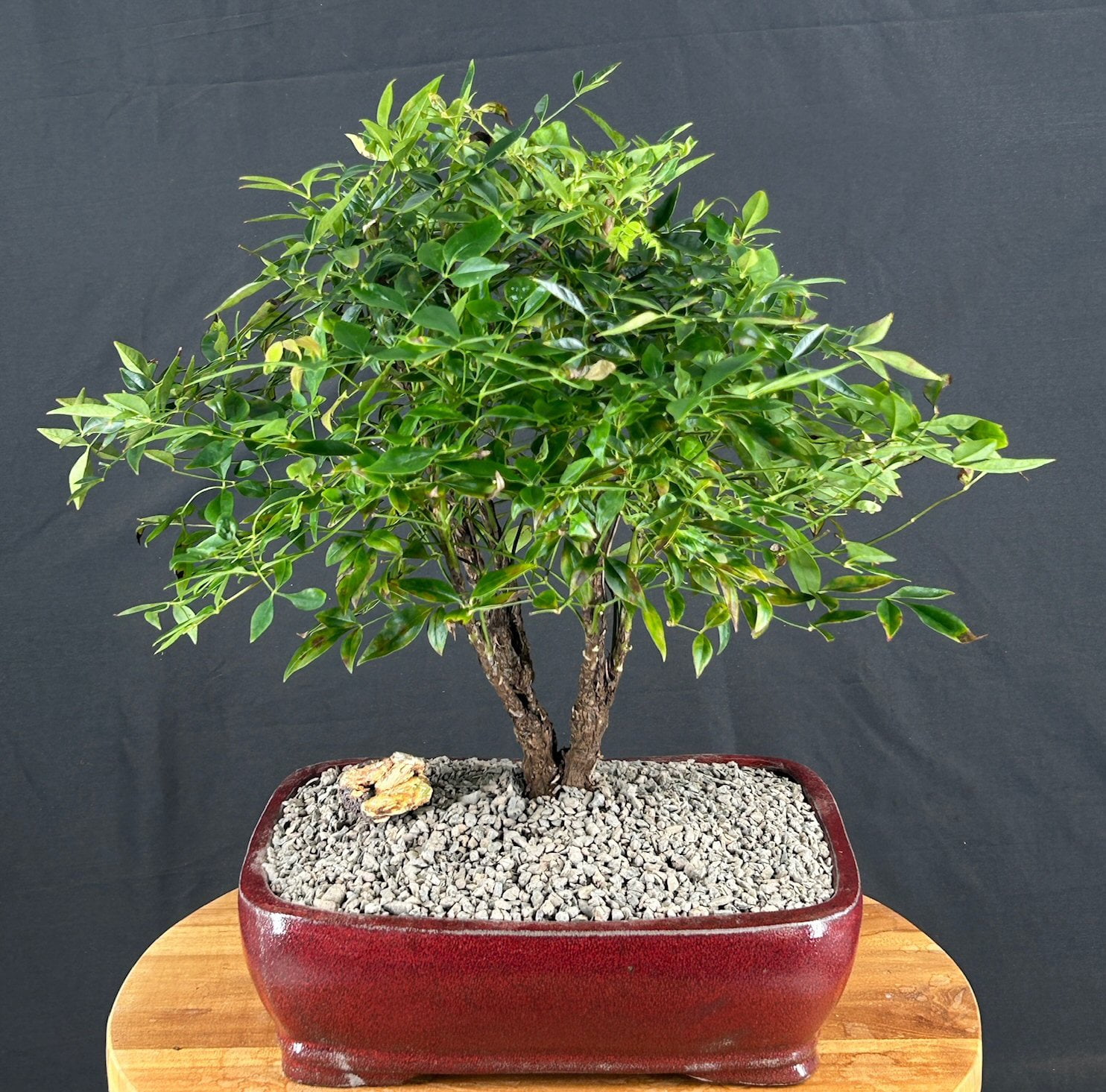 dracaena lemon lime care Lemon Lime Dracaena