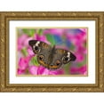 thumbnail image 1 of Gulin, Darrell 14x11 Gold Ornate Wood Framed with Double Matting Museum Art Print Titled - Buckeye Butterfly on pink flower Sammamish-Washington State, 1 of 4