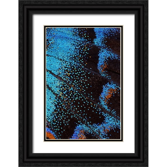 Gulin, Darrell 17x24 Black Ornate Wood Framed with Double Matting Museum Art Print Titled - Red-spotted purple butterfly-Limenitis arthemis