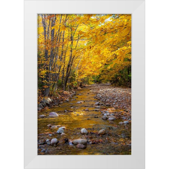 Gulin, Sylvia 11x14 White Modern Wood Framed Museum Art Print Titled - USA-New Hampshire-White Mountains National Forest-Highway 112-Small stream Fall colors of White Bir