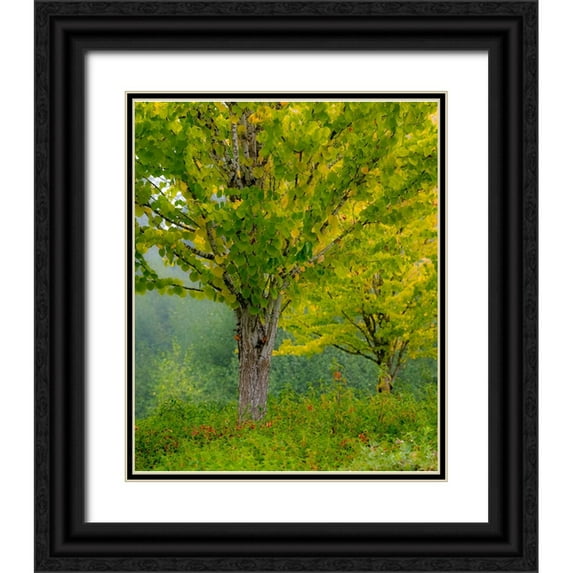 Gulin, Sylvia 12x14 Black Ornate Wood Framed with Double Matting Museum Art Print Titled - USA-Washington State-Bellevue Ginkgo Tree in Autumn colors
