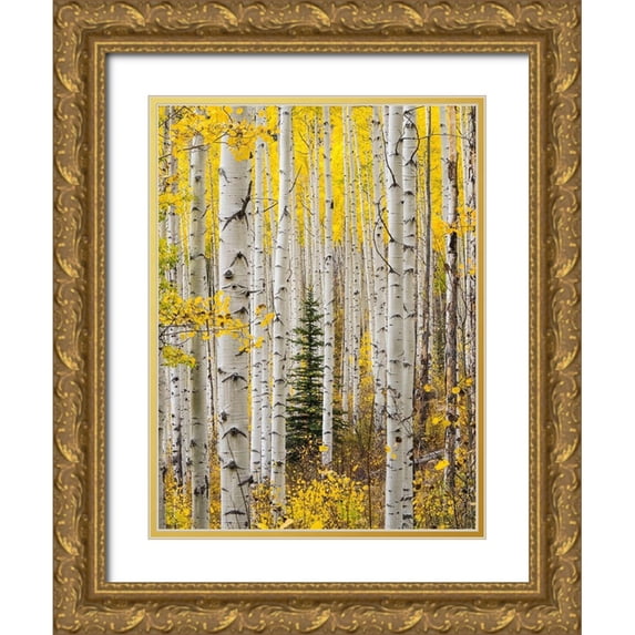 Gulin, Sylvia 12x14 Gold Ornate Wood Framed with Double Matting Museum Art Print Titled - Colorado-Keebler Pass Autumn colors in grove of Aspens with lone evergreen