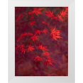 thumbnail image 1 of Gulin, Sylvia 12x14 White Modern Wood Framed Museum Art Print Titled - USA-Washington State-Pacific Northwest-Sammamish and red Japanese Maple leaves, 1 of 4