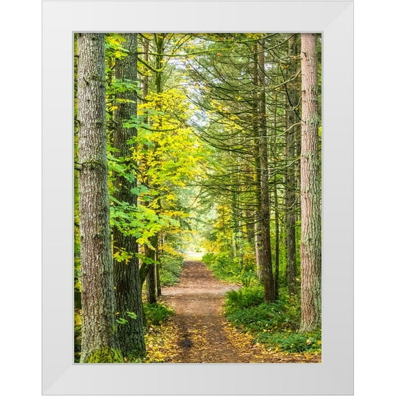 Gulin, Sylvia 12x14 White Modern Wood Framed Museum Art Print Titled - USA-Washington State-Sammamish with trail edged by evergreens and maple trees