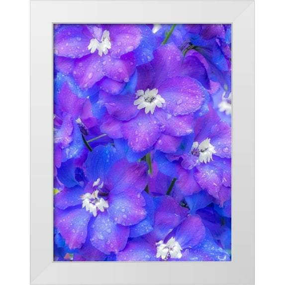 Gulin, Sylvia 12x14 White Modern Wood Framed Museum Art Print Titled - Washington State-Sammamish close up image of a blue delphinium