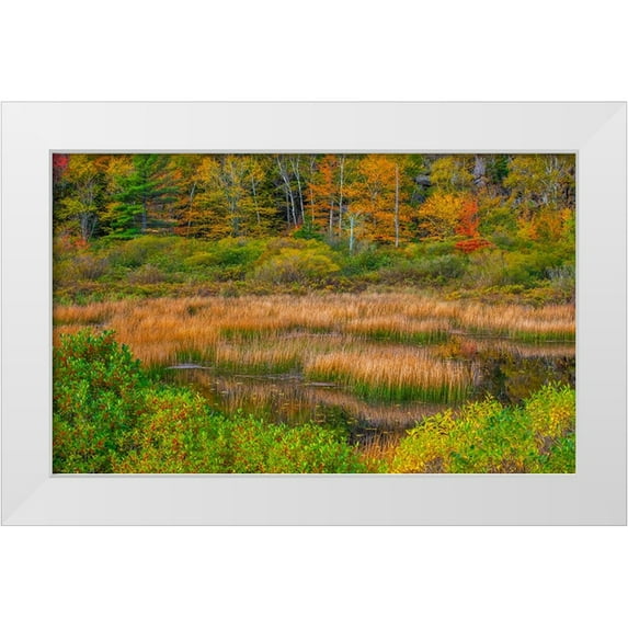 Gulin, Sylvia 14x10 White Modern Wood Framed Museum Art Print Titled - USA-New England-Maine-Mt-Desert Island-Acadia National park with lily pads in small pond with golde