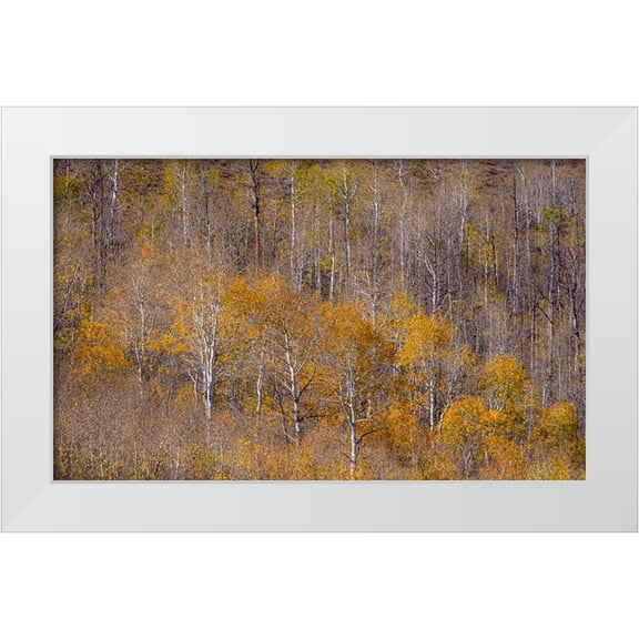 Gulin, Sylvia 14x10 White Modern Wood Framed Museum Art Print Titled - USA-Utah-Woodruff aspen trees along highway 39