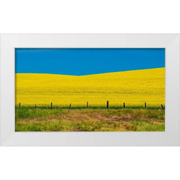 Gulin, Sylvia 14x10 White Modern Wood Framed Museum Art Print Titled - USA-Washington State-Palouse and springtime crop of Canola