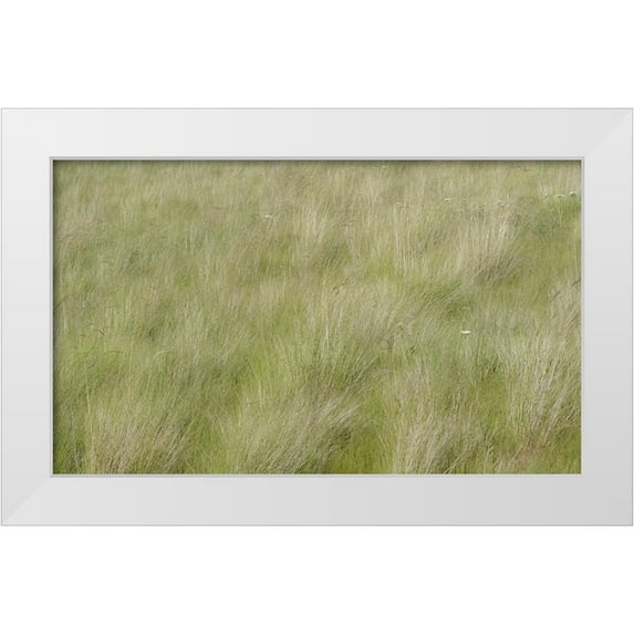 Gulin, Sylvia 14x10 White Modern Wood Framed Museum Art Print Titled - USA-Washington State-Palouse grasses soft focused near Colfax