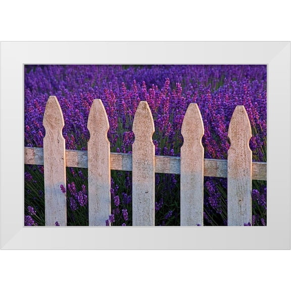 Gulin, Sylvia 14x11 White Modern Wood Framed Museum Art Print Titled - Sequim-Washington State-field of Lavender White Picket Fence