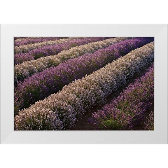 Gulin, Sylvia 14x11 White Modern Wood Framed Museum Art Print Titled - Sequim-Washington State-field of Lavender
