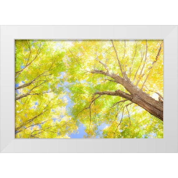 Gulin, Sylvia 14x11 White Modern Wood Framed Museum Art Print Titled - USA-New England-Vermont Autumn looking up into Sugar Maple Trees