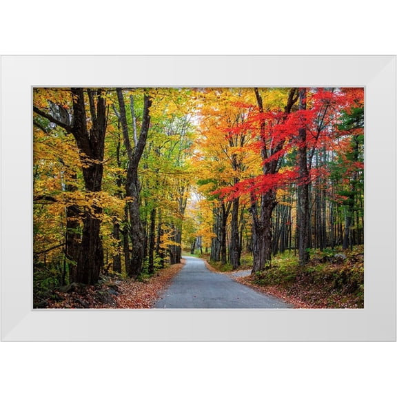 Gulin, Sylvia 14x11 White Modern Wood Framed Museum Art Print Titled - USA-New Hampshire-tree-lined road with maple trees in Fall colors