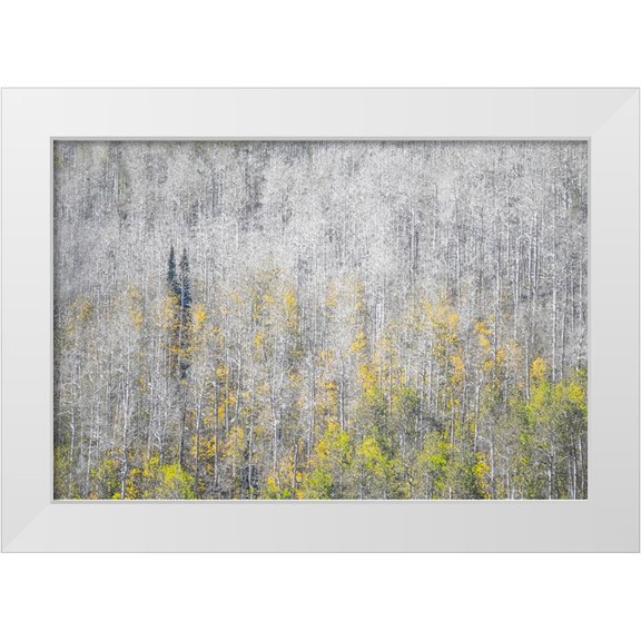 Gulin, Sylvia 14x11 White Modern Wood Framed Museum Art Print Titled - USA-Utah-Woodruff aspen trees along highway 39