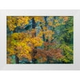 thumbnail image 1 of Gulin, Sylvia 14x11 White Modern Wood Framed Museum Art Print Titled - USA-Washington State-Easton and fall colors on Big Leaf Maple and Vine Maple, 1 of 4