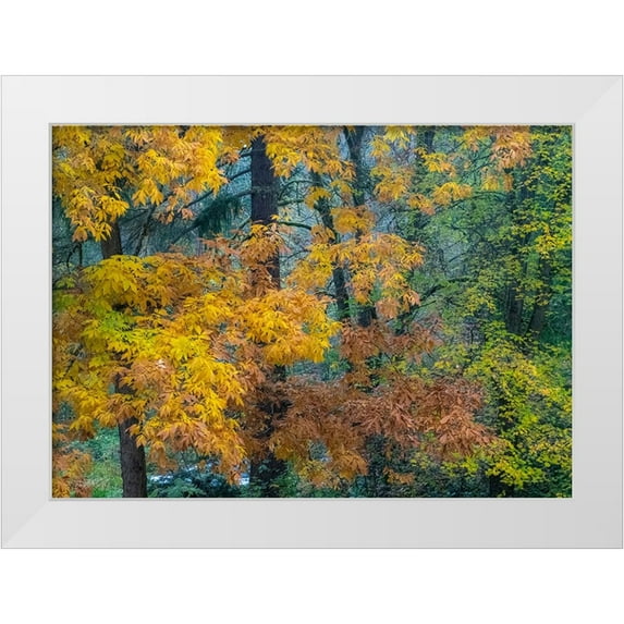 Gulin, Sylvia 14x11 White Modern Wood Framed Museum Art Print Titled - USA-Washington State-Easton and fall colors on Big Leaf Maple and Vine Maple