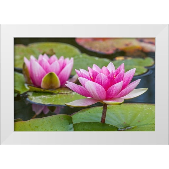 Gulin, Sylvia 14x11 White Modern Wood Framed Museum Art Print Titled - Washington State-Seattle-Woodland Park garden with waterlilies blooming