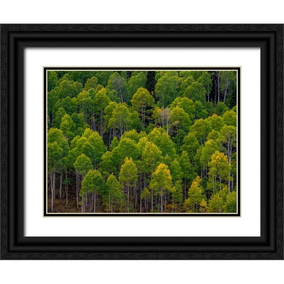 Gulin, Sylvia 14x12 Black Ornate Wood Framed with Double Matting Museum Art Print Titled - USA-Utah-east of Logan on highway 89 and Aspen Grove still green