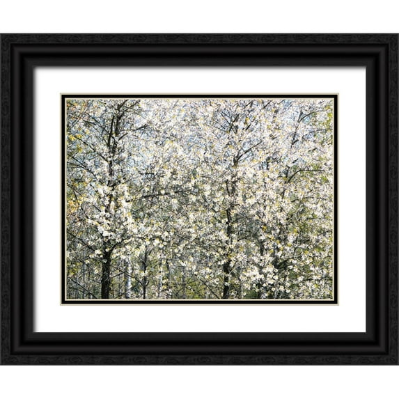 Gulin, Sylvia 14x12 Black Ornate Wood Framed with Double Matting Museum Art Print Titled - USA-Washington State-Fall City wild cherry springtime blooming