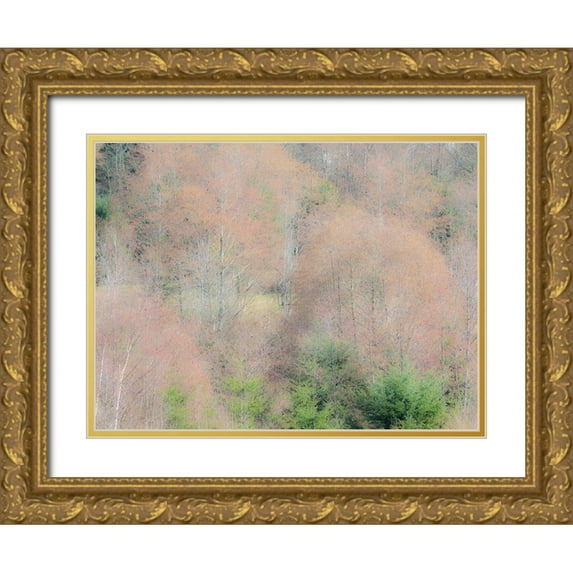 Gulin, Sylvia 14x12 Gold Ornate Wood Framed with Double Matting Museum Art Print Titled - USA-Washington State-Carnation-Pacific Northwest early spring Alder Trees