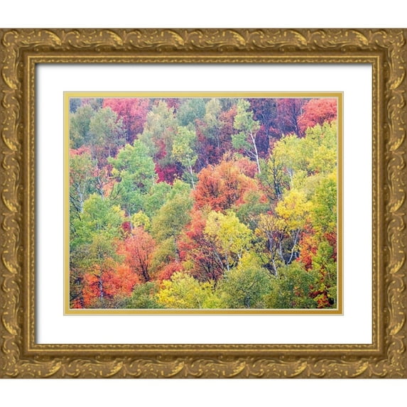 Gulin, Sylvia 14x12 Gold Ornate Wood Framed with Double Matting Museum Art Print Titled - Utah-Logan Pass with Aspen and Maples in Fall Color