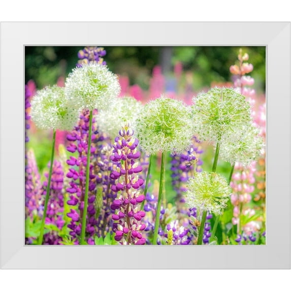 Gulin, Sylvia 14x12 White Modern Wood Framed Museum Art Print Titled - Oregon-Salem-colorful garden with Russell Lupine and Allium in full bloom