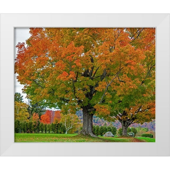 Gulin, Sylvia 14x12 White Modern Wood Framed Museum Art Print Titled - USA-New Hampshire-Fall colors with White Birch and Maple trees