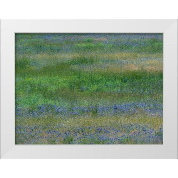 Gulin, Sylvia 14x12 White Modern Wood Framed Museum Art Print Titled - USA-Washington State-Benge Purple vetch in field