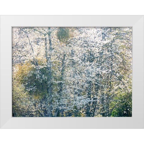 Gulin, Sylvia 14x12 White Modern Wood Framed Museum Art Print Titled - USA-Washington State-Fall City wild cherry springtime blooming