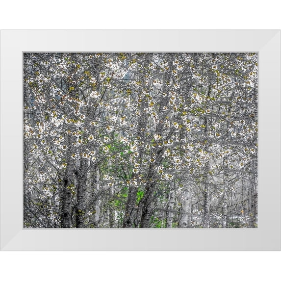 Gulin, Sylvia 14x12 White Modern Wood Framed Museum Art Print Titled - USA-Washington State-Fall City wild cherry springtime blooming