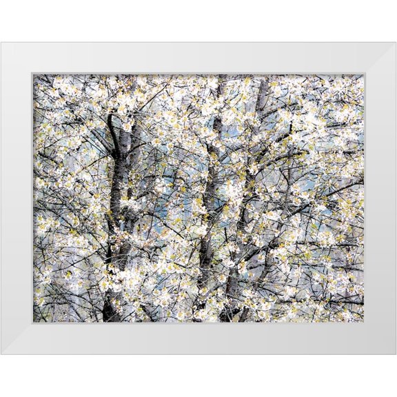 Gulin, Sylvia 14x12 White Modern Wood Framed Museum Art Print Titled - USA-Washington State-Fall City wild cherry springtime blooming
