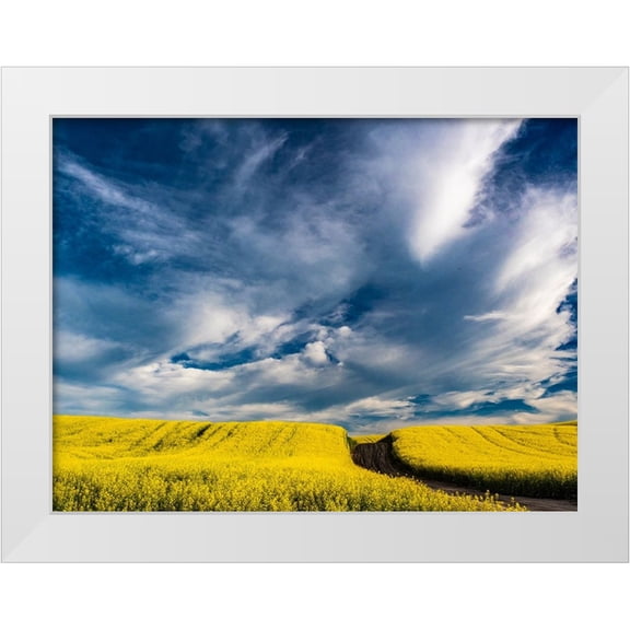 Gulin, Sylvia 14x12 White Modern Wood Framed Museum Art Print Titled - USA-Washington State-Palouse canola fields in yellow with dirt road
