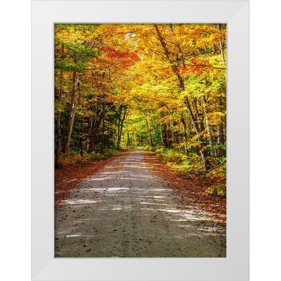 Gulin, Sylvia 14x18 White Modern Wood Framed Museum Art Print Titled - USA-New England-Maine-Wild River gravel road lined with Fall colored Birch and Maple trees