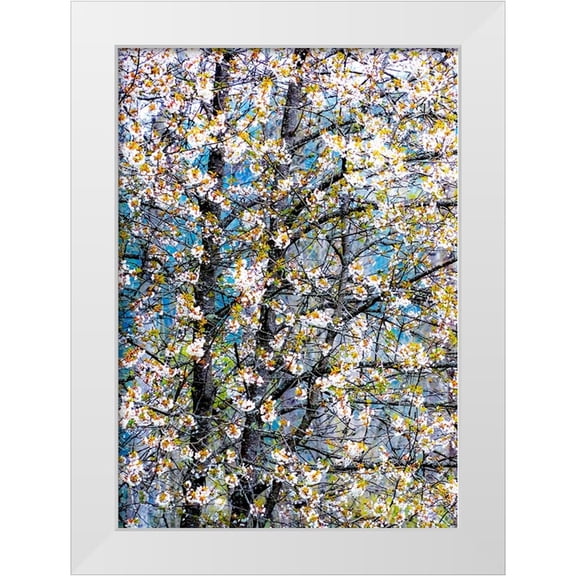Gulin, Sylvia 14x18 White Modern Wood Framed Museum Art Print Titled - USA-Washington State-Fall City wild cherry springtime blooming