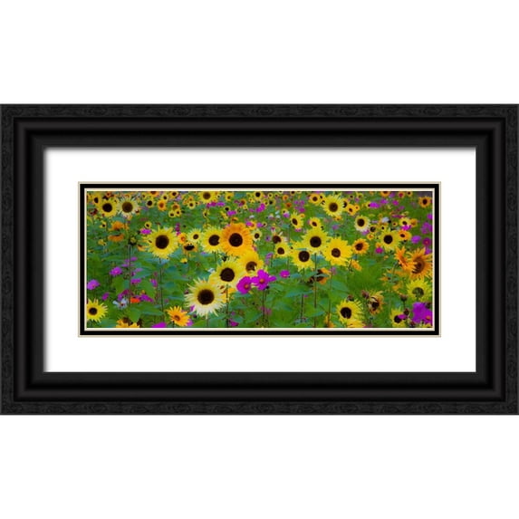 Gulin, Sylvia 14x8 Black Ornate Wood Framed with Double Matting Museum Art Print Titled - USA-New Hampshire meridian planted with sunflowers and cosmos flowers along Interstate 95