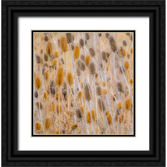 Gulin, Sylvia 15x15 Black Ornate Wood Framed with Double Matting Museum Art Print Titled - Washington State-Palouse-Eastern Washington and Teasel and grasses gold colors