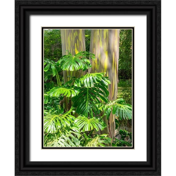 Gulin, Sylvia 15x18 Black Ornate Wood Framed with Double Matting Museum Art Print Titled - Hawaii-Maui-Up Country-Kula-Kula Botanical Gardens with Rainbow eucalyptus trees