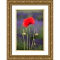 thumbnail image 1 of Gulin, Sylvia 17x24 Gold Ornate Wood Framed with Double Matting Museum Art Print Titled - Washington State-Sequim-early summer blooming red poppies, 1 of 4