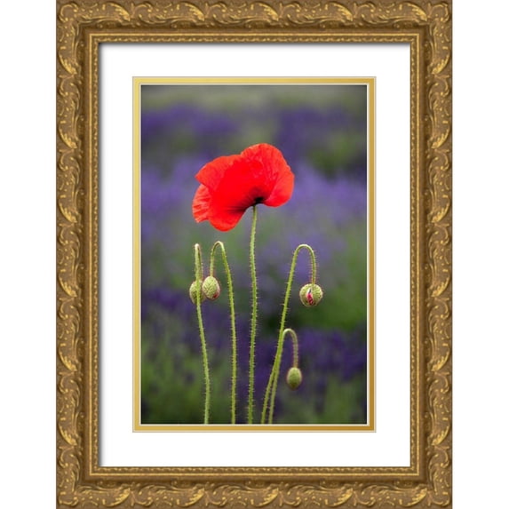 Gulin, Sylvia 17x24 Gold Ornate Wood Framed with Double Matting Museum Art Print Titled - Washington State-Sequim-early summer blooming red poppies