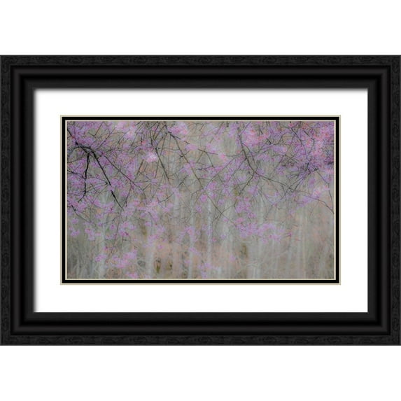 Gulin, Sylvia 18x12 Black Ornate Wood Framed with Double Matting Museum Art Print Titled - USA-Washington State-Fall City-Springtime cherry trees blooming along Snoqualmie River